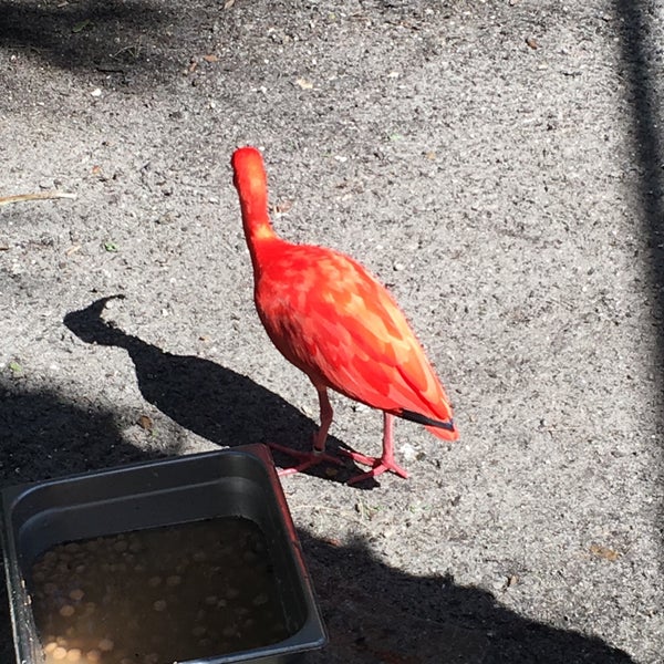 Foto scattata a Brevard Zoo da Jody M. il 2/14/2019