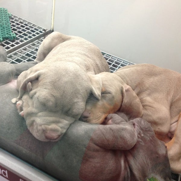 Photo taken at Petland Kennesaw by Courtney C. on 8/25/2013