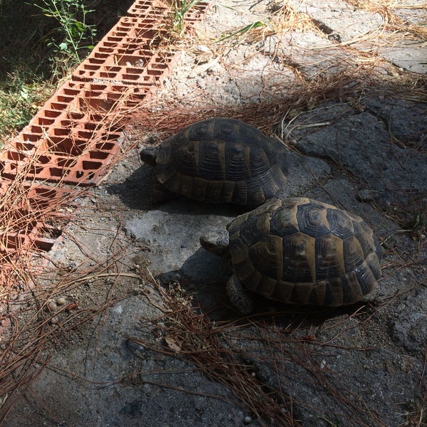 photos a oren ortur evleri 3 conseils de 1081 visiteurs
