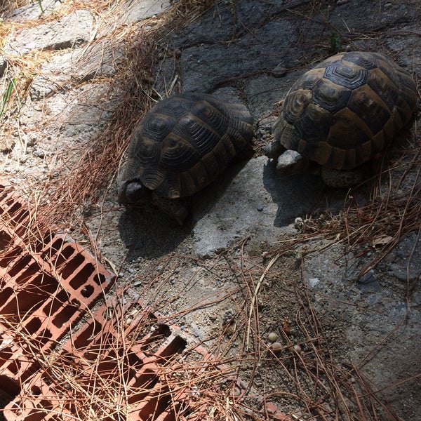 photos a oren ortur evleri 3 conseils de 1081 visiteurs