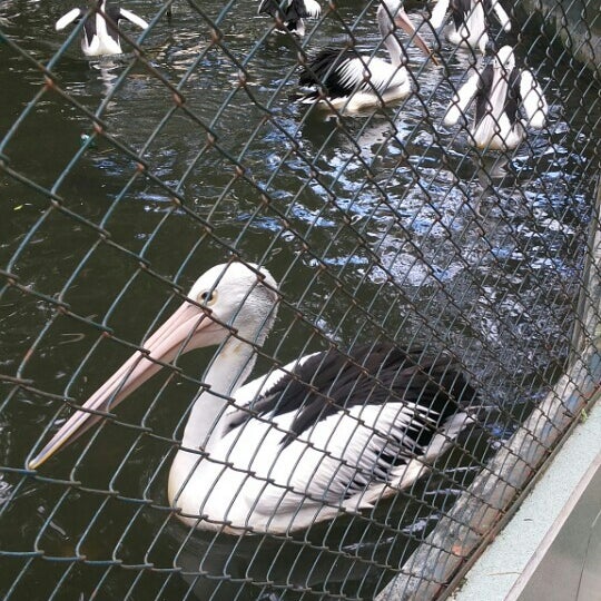 Photos At Taman Hewan Pematangsiantar Zoo