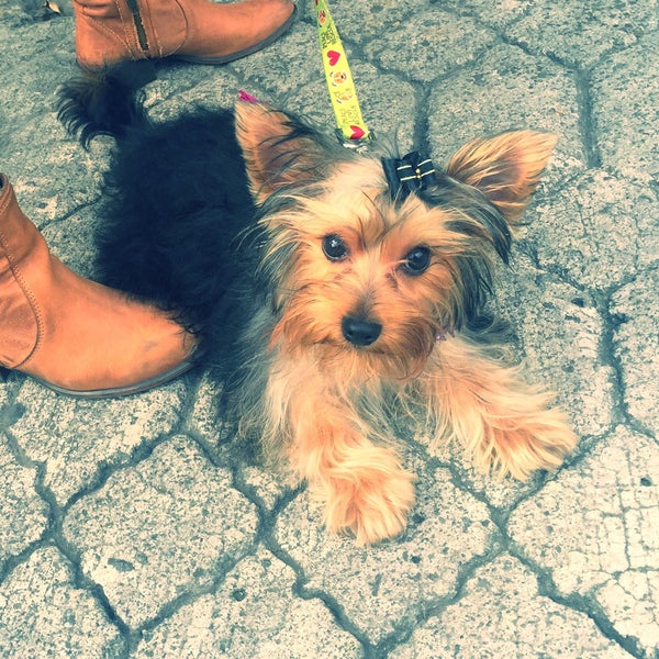 12/13/2015にGioviがSmart Dogsで撮った写真
