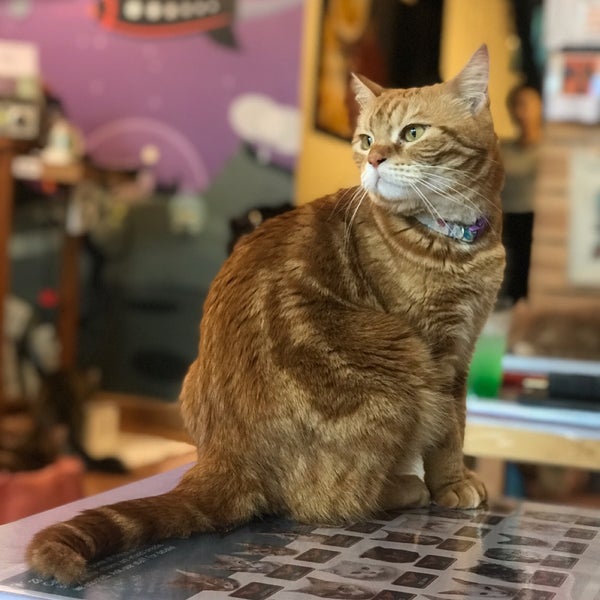 Photo taken at Catmosphere Cat Café by Robin on 5/23/2019