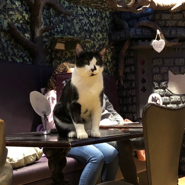 11/21/2017에 Rachel R.님이 Lady Dinah&#39;s Cat Emporium에서 찍은 사진
