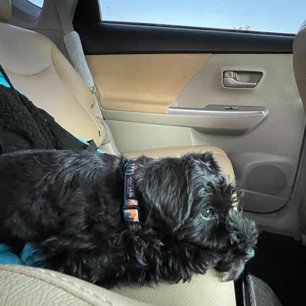 PetSmart Mesa East Mesa, AZ