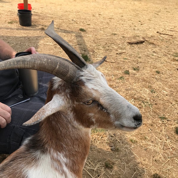 8/6/2017 tarihinde Shaan H.ziyaretçi tarafından The Belmont Goats'de çekilen fotoğraf