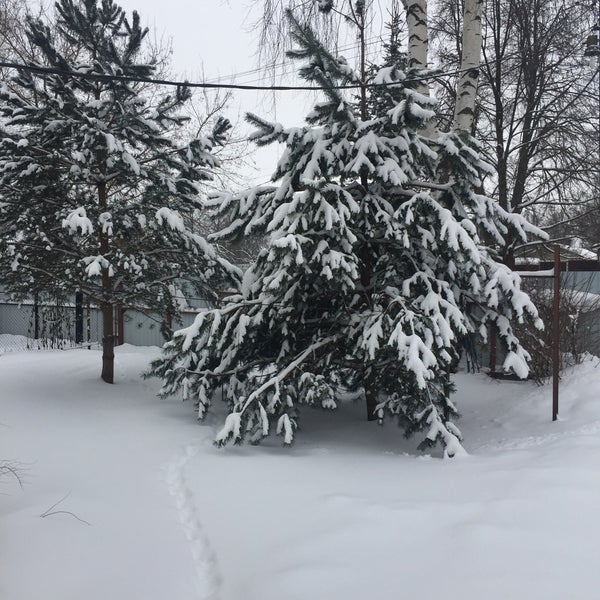 Поселок зеленый краснозаводск. Лесной массив. "пикунова дача краснозаводск". Краснозаводск зеленый поселок. Зеленая дубрава сергиево-посадский район.