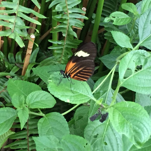 Foto tirada no(a) Butterfly Wonderland por Jamee em 8/24/2018