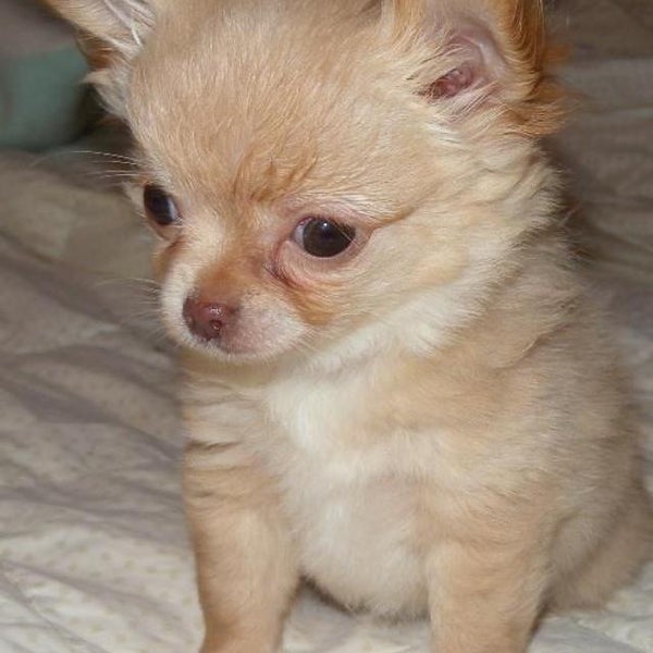 pet supplies plus telegraph