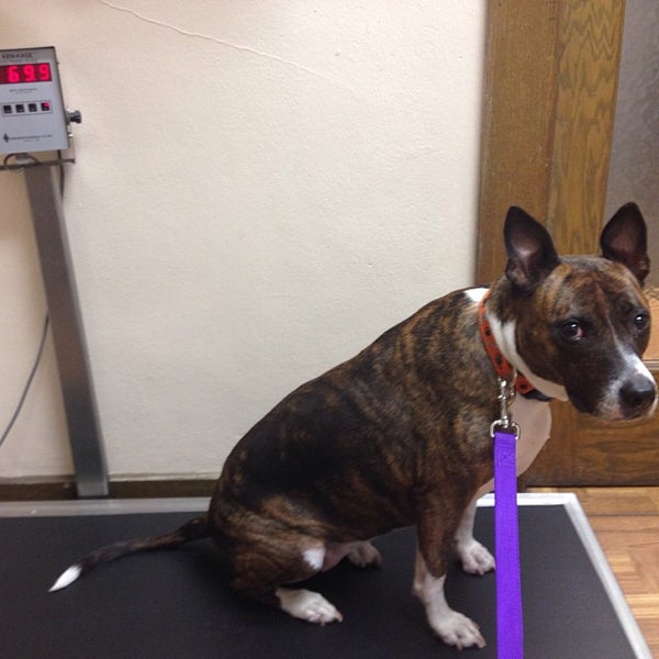 glen veterinary clinic