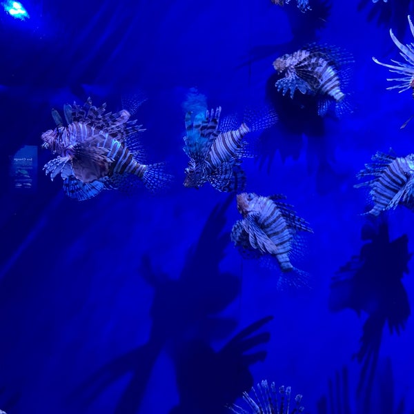 5/10/2020 tarihinde Phillip K.ziyaretçi tarafından The Florida Aquarium'de çekilen fotoğraf