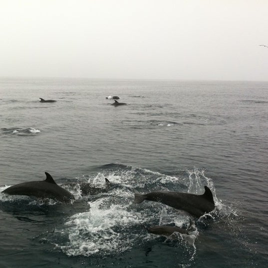 Photo taken at Capt. Dave&#39;s Dana Point Dolphin &amp; Whale Watching Safari by Leigh H. on 10/18/2011