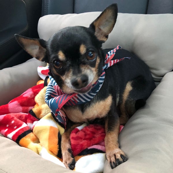 PetSmart Cotswold 9 tips from 826 visitors