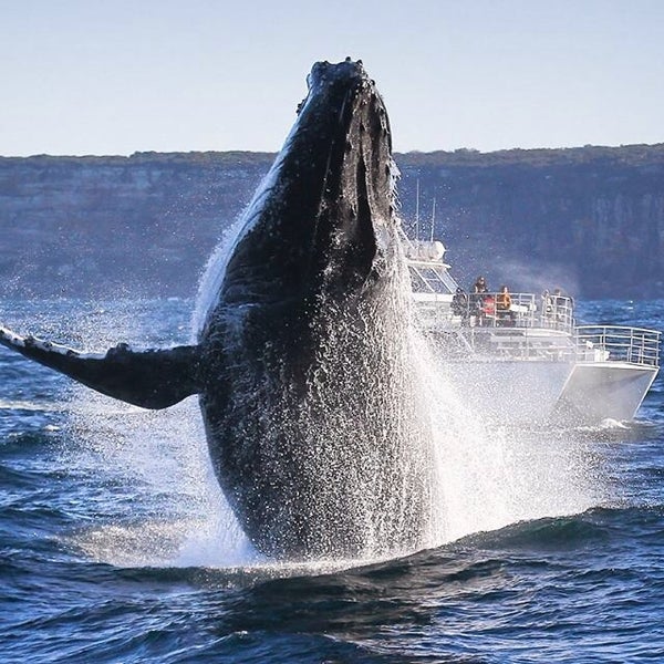 Снимок сделан в Pacific Whale Foundation пользователем Noj Otsëit A. 8/17/2013