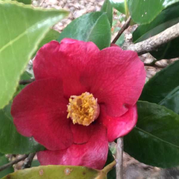 Photos At 太郎庵椿 宮区 0 Tips