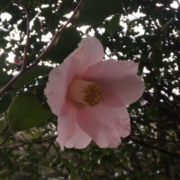 Photos At 太郎庵椿 宮区 0 Tips