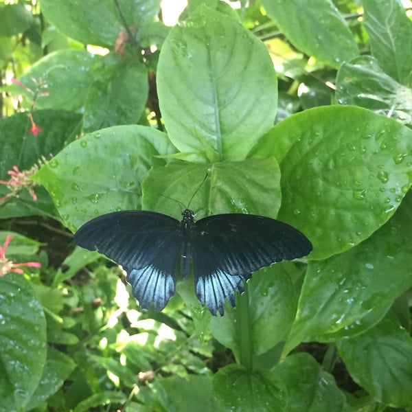 8/6/2016 tarihinde Mhّmd D.ziyaretçi tarafından Butterfly House at Faust County Park'de çekilen fotoğraf