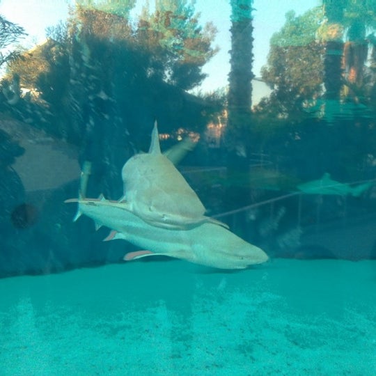 Sharks lagoon игры. Sharks lagoon игры