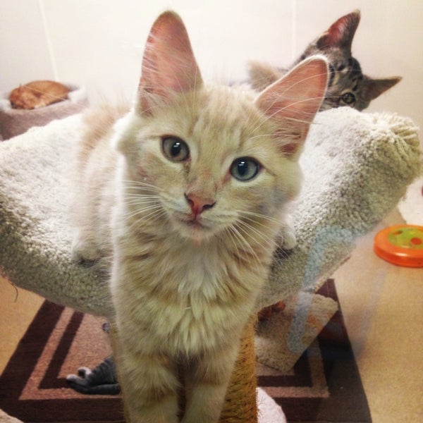 Jersey Shore Animal Shelter - Brick Township, NJ