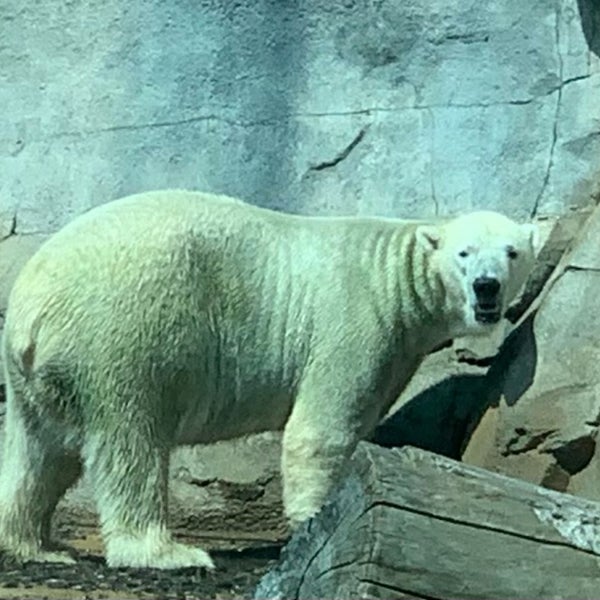 รูปภาพถ่ายที่ Kansas City Zoo โดย Anthony C. เมื่อ 10/3/2021