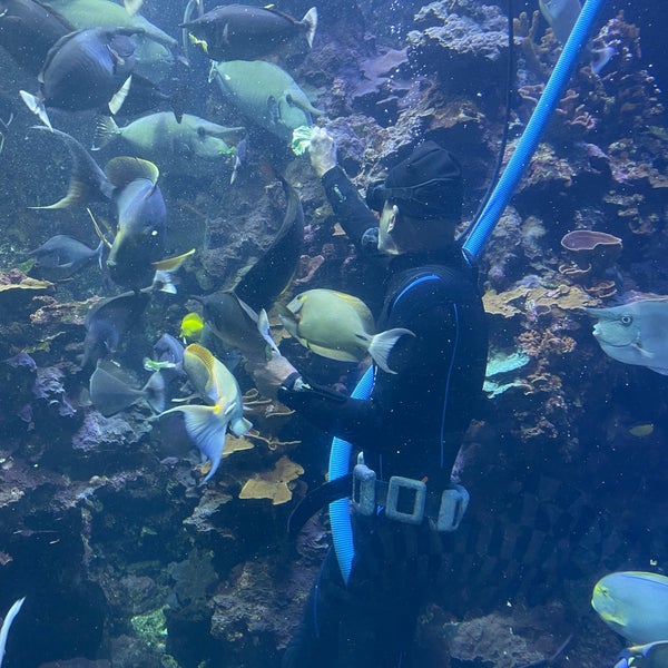 7/5/2021にKevin K.がMaui Ocean Center, The Hawaiian Aquariumで撮った写真
