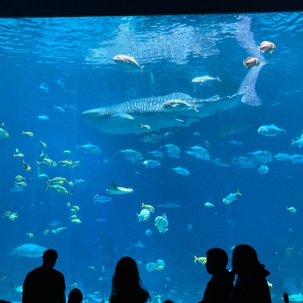 Foto diambil di Georgia Aquarium oleh J S. pada 6/12/2023