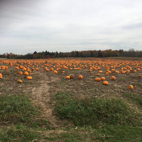 Cooper's Farm and Corn Maze Uxbridge, ON