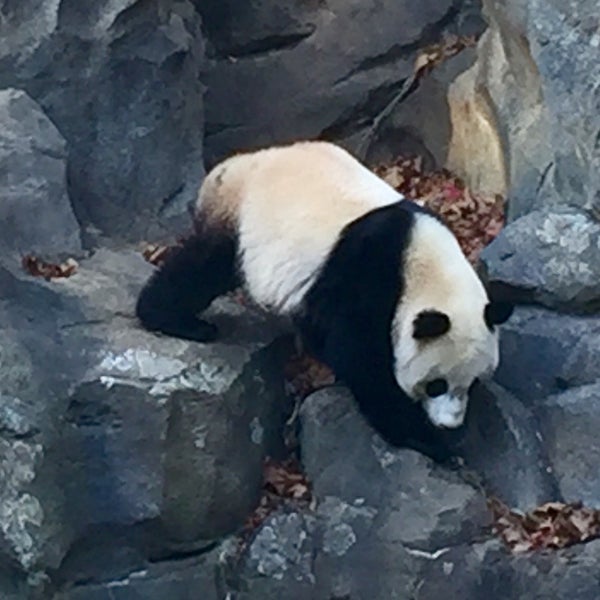 11/14/2015 tarihinde Daniel E.ziyaretçi tarafından Smithsonian’s National Zoo'de çekilen fotoğraf