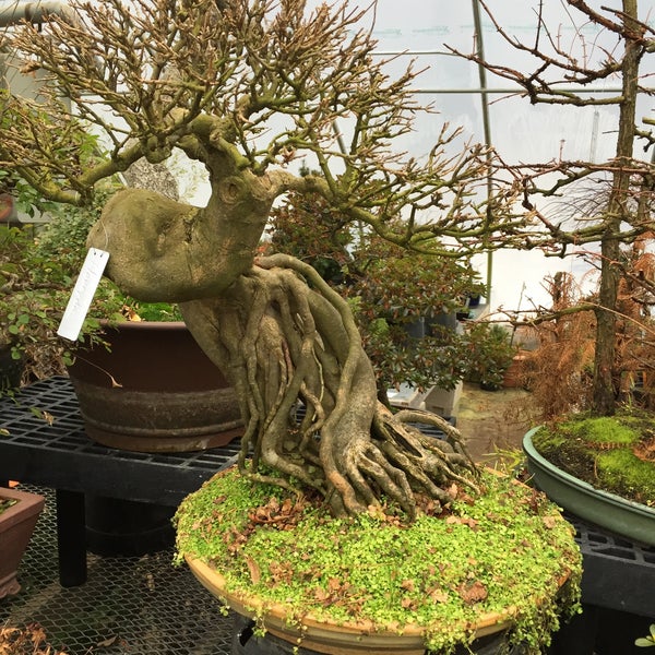 Realistisch notwendig gebogen bonsai west Erwägen wasserdicht