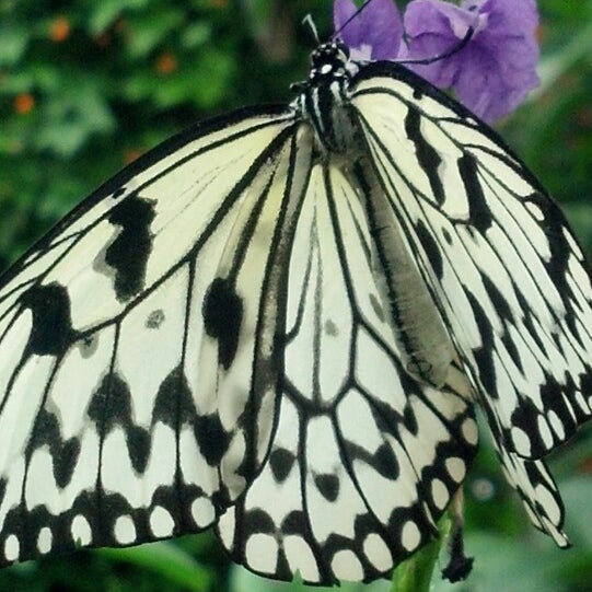 Photo prise au Butterfly House at Faust County Park par Kaitlin (Irish) G. le3/16/2013