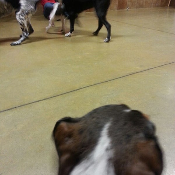 PetSmart Pet Supplies Store in West Babylon