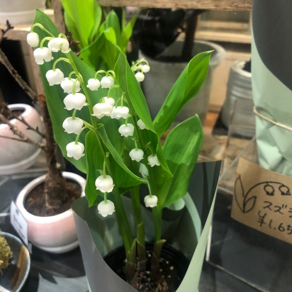 Fotos En 日比谷花壇 そごう横浜店 Floreria En 横浜市 西区
