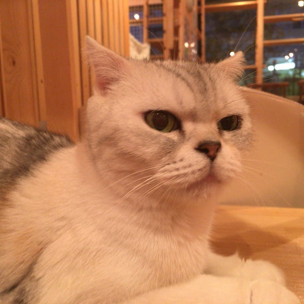 Photos At Cafe 犬猫人2 京都市 京都府
