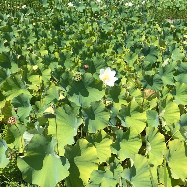 人気ダウンロード 花ハス園 6915 花ハス園 秩父 人気ダウンロード 花ハス園 6915 花ハス園 秩父