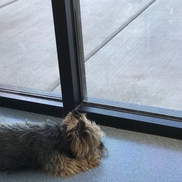 vca black mountain animal hospital