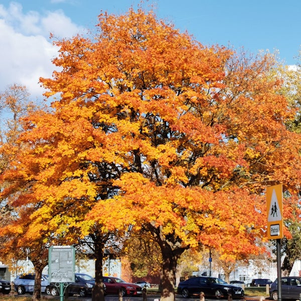 Plumstead Common Park in London