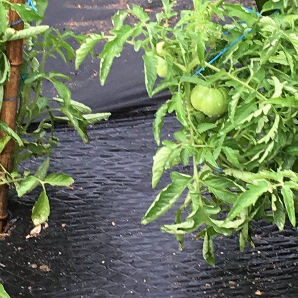 Double Rock Gardens Parkville, MD