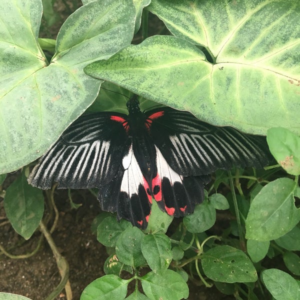 Das Foto wurde bei Mariposario de Benalmádena - Benalmadena Butterfly Park von 🇹🇷🦅 &lt;K@R@&gt; 🦅🇹🇷 am 1/29/2017 aufgenommen