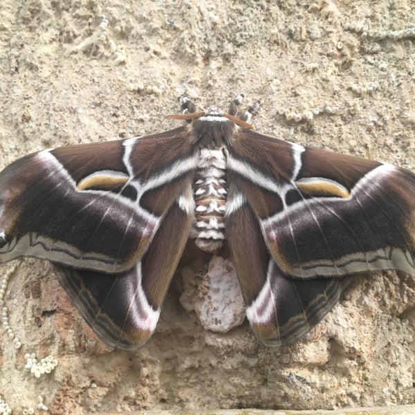 1/29/2017에 🇹🇷🦅 &lt;K@R@&gt; 🦅🇹🇷님이 Mariposario de Benalmádena - Benalmadena Butterfly Park에서 찍은 사진