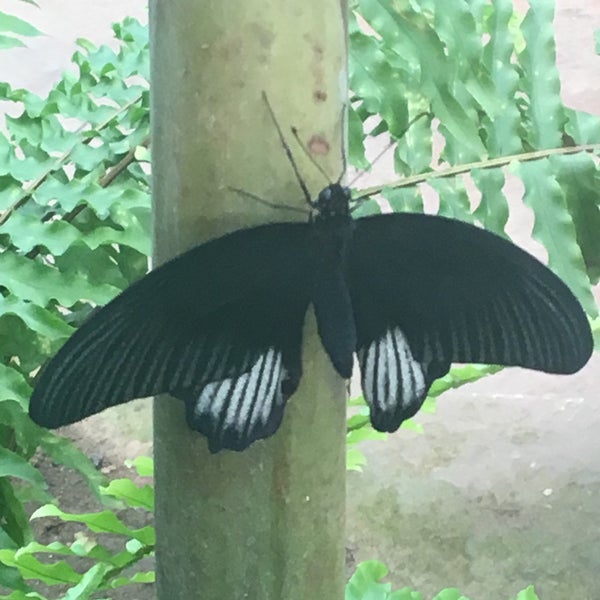 Das Foto wurde bei Mariposario de Benalmádena - Benalmadena Butterfly Park von 🇹🇷🦅 &lt;K@R@&gt; 🦅🇹🇷 am 1/29/2017 aufgenommen
