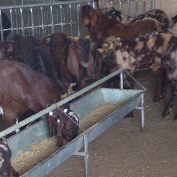 Mina Pet Market 3 tips de 79 visitantes