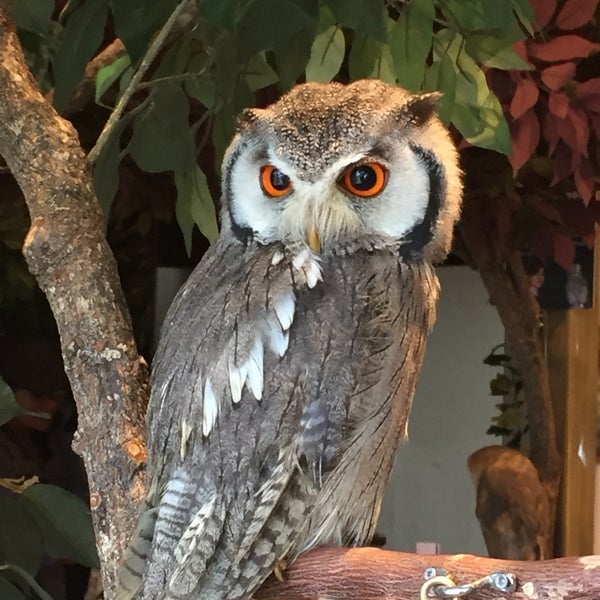 Photos At 鎌倉乃フクロウの森 小町2 10 1