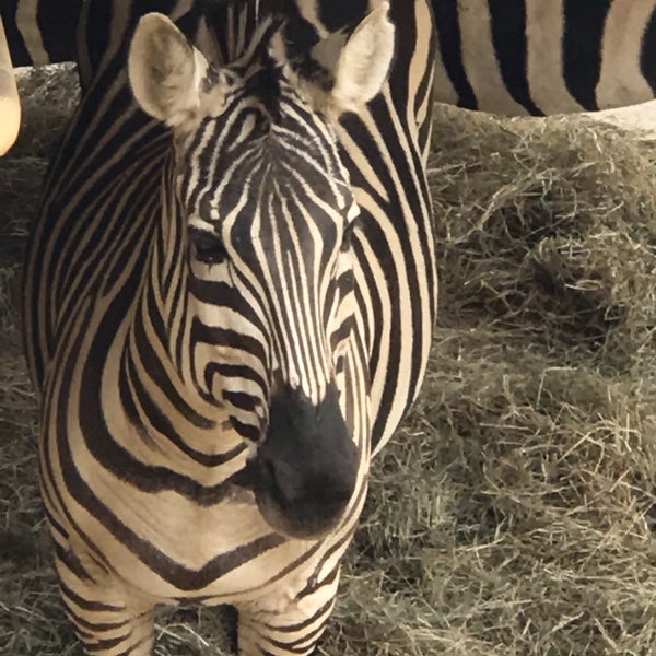 3/29/2019 tarihinde Terry H.ziyaretçi tarafından San Antonio Zoo'de çekilen fotoğraf