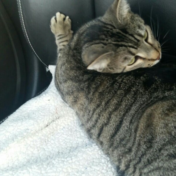 Sioux Nation Pet Clinic Pet Service in Sioux Falls