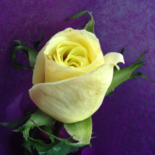 Fallon S Flowers Raleigh Nc