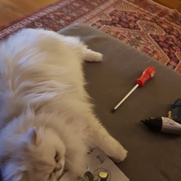 Photos at Müjde Kedi Köpek Kuaförü Bostancı İstanbul, Bostanci
