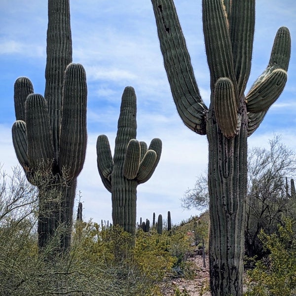 4/11/2023 tarihinde Richard R.ziyaretçi tarafından Desert Botanical Garden'de çekilen fotoğraf