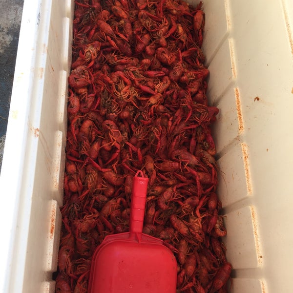 Southland Icehouse 95 visitors