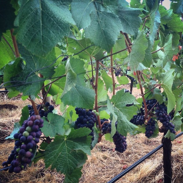 Das Foto wurde bei Vista Hills Vineyard &amp; Winery von Alex B. am 8/30/2014 aufgenommen