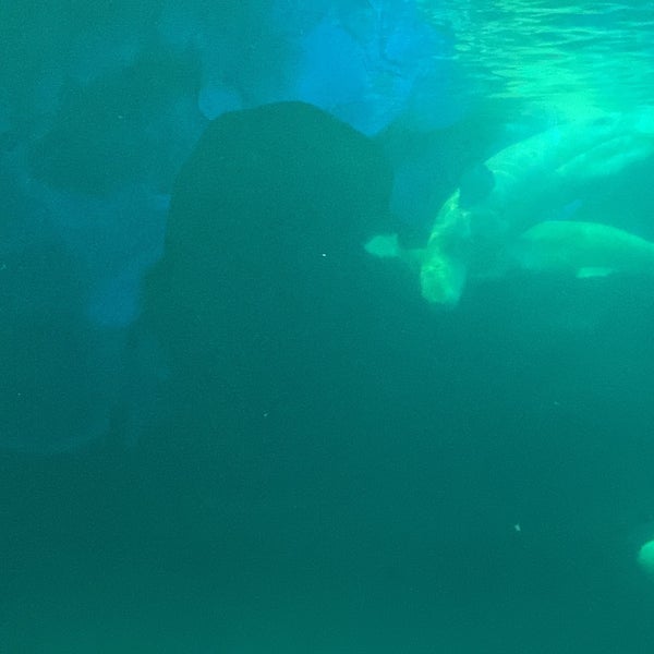 Foto diambil di Shedd Aquarium oleh Jason H. pada 12/28/2023